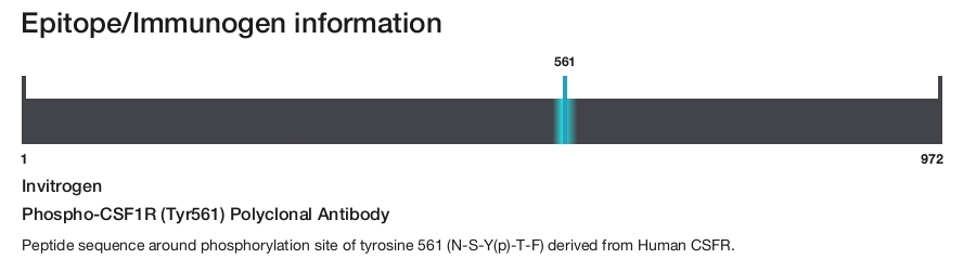 Phospho-CSF1R (Tyr561) Polyclonal Antibody