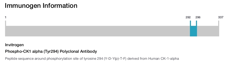 Phospho-CK1 alpha (Tyr294) Polyclonal Antibody