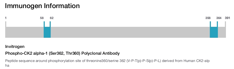 Phospho-CK2 alpha-1 (Ser362, Thr360) Polyclonal Antibody