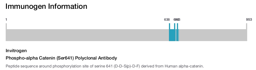 Phospho-alpha Catenin (Ser641) Polyclonal Antibody