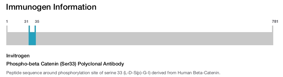 Phospho-beta Catenin (Ser33) Polyclonal Antibody