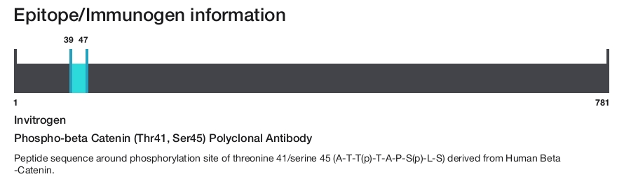 Phospho-beta Catenin (Thr41, Ser45) Polyclonal Antibody