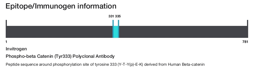 Phospho-beta Catenin (Tyr333) Polyclonal Antibody