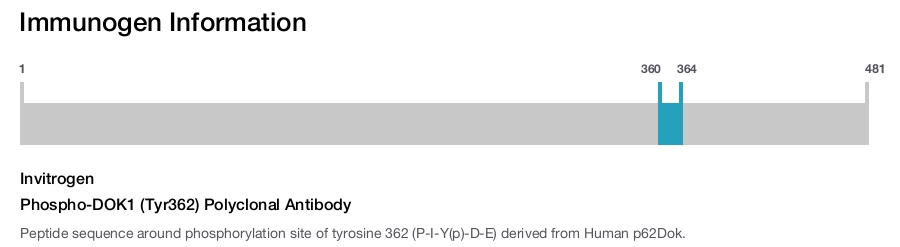Phospho-DOK1 (Tyr362) Polyclonal Antibody