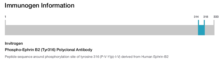 Phospho-Ephrin B2 (Tyr316) Polyclonal Antibody