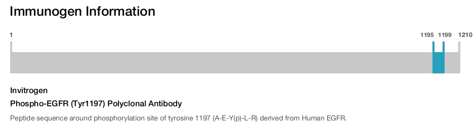 Phospho-EGFR (Tyr1197) Polyclonal Antibody