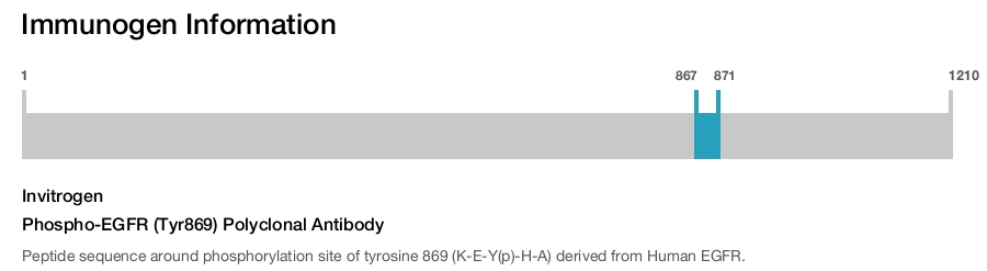 Phospho-EGFR (Tyr869) Polyclonal Antibody