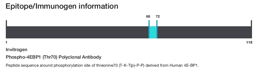 Phospho-4EBP1 (Thr70) Polyclonal Antibody