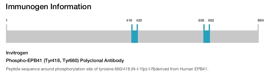 Phospho-EPB41 (Tyr418, Tyr660) Polyclonal Antibody