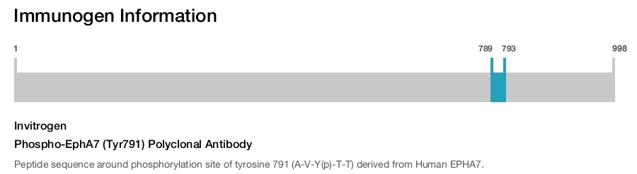 Phospho-EphA7 (Tyr791) Polyclonal Antibody