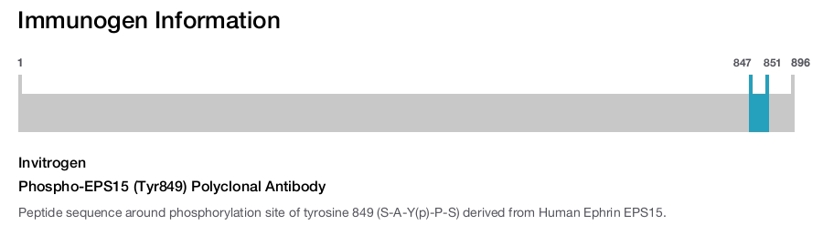 Phospho-EPS15 (Tyr849) Polyclonal Antibody
