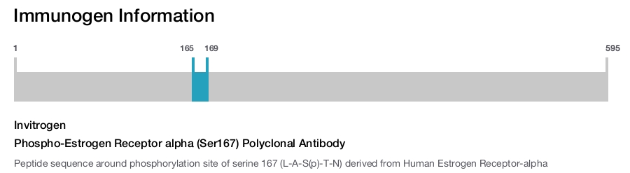 Phospho-Estrogen Receptor alpha (Ser167) Polyclonal Antibody