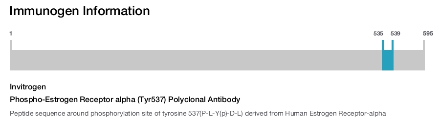 Phospho-Estrogen Receptor alpha (Tyr537) Polyclonal Antibody