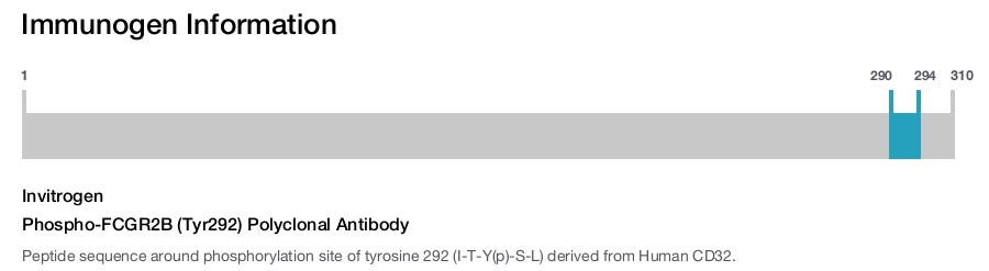Phospho-FCGR2B (Tyr292) Polyclonal Antibody