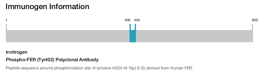 Phospho-FER (Tyr402) Polyclonal Antibody