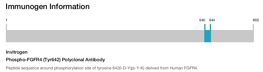 Phospho-FGFR4 (Tyr642) Polyclonal Antibody