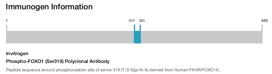 Phospho-FOXO1 (Ser319) Polyclonal Antibody