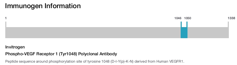 Phospho-VEGF Receptor 1 (Tyr1048) Polyclonal Antibody