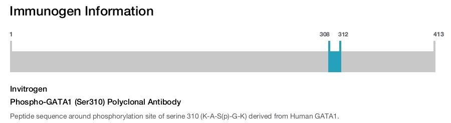 Phospho-GATA1 (Ser310) Polyclonal Antibody