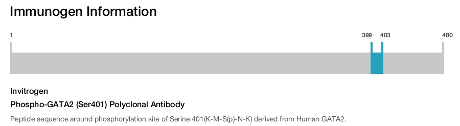 Phospho-GATA2 (Ser401) Polyclonal Antibody
