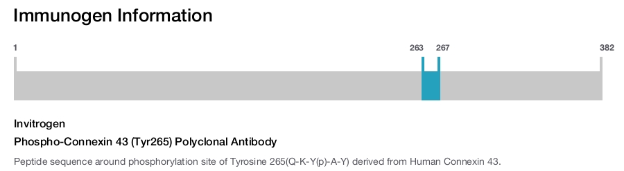 Phospho-Connexin 43 (Tyr265) Polyclonal Antibody