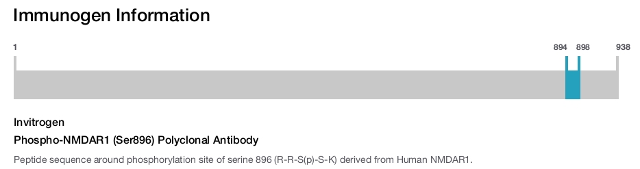 Phospho-NMDAR1 (Ser896) Polyclonal Antibody