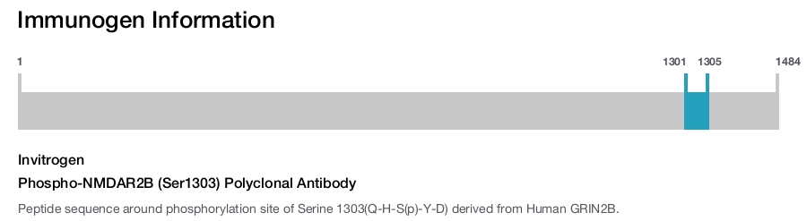 Phospho-NMDAR2B (Ser1303) Polyclonal Antibody