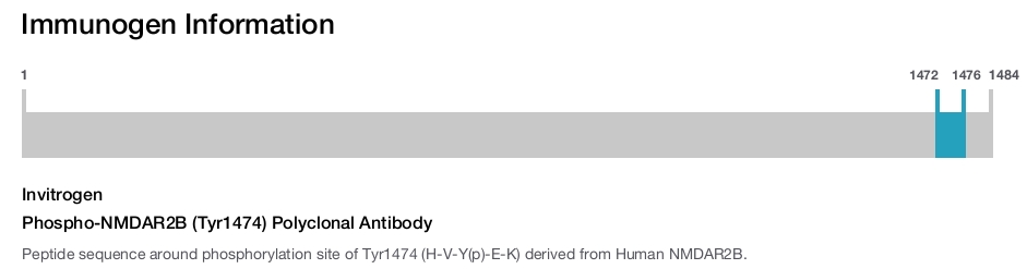 Phospho-NMDAR2B (Tyr1474) Polyclonal Antibody