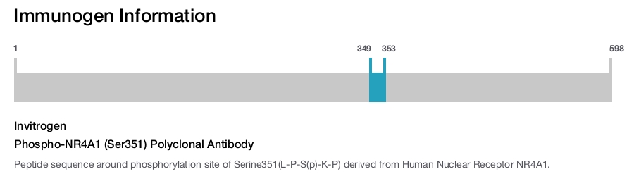 Phospho-NR4A1 (Ser351) Polyclonal Antibody