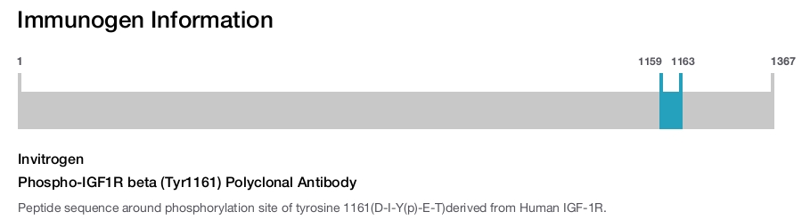 Phospho-IGF1R beta (Tyr1161) Polyclonal Antibody