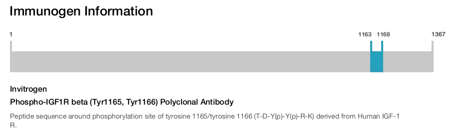 Phospho-IGF1R beta (Tyr1165, Tyr1166) Polyclonal Antibody