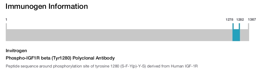 Phospho-IGF1R beta (Tyr1280) Polyclonal Antibody