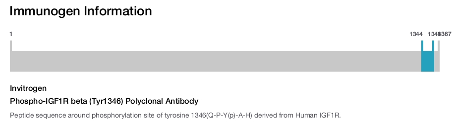 Phospho-IGF1R beta (Tyr1346) Polyclonal Antibody