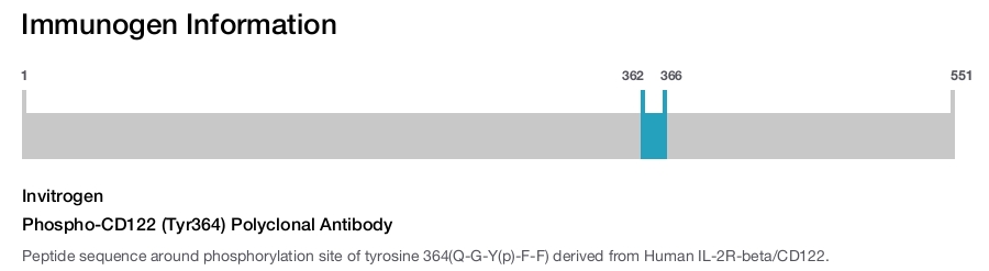 Phospho-CD122 (Tyr364) Polyclonal Antibody