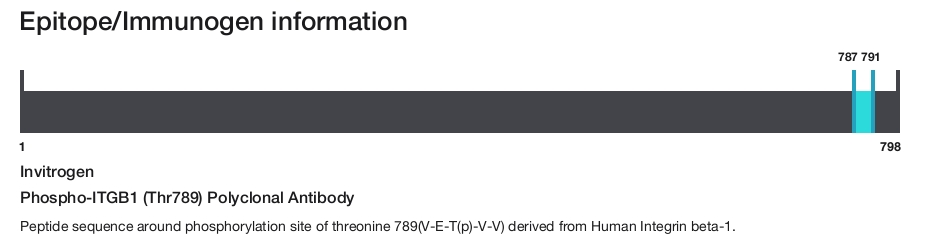 Phospho-ITGB1 (Thr789) Polyclonal Antibody