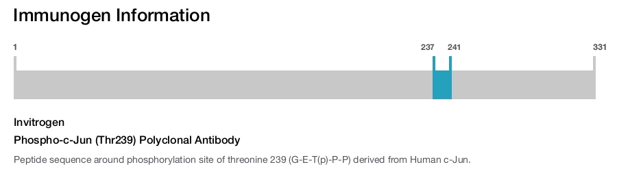 Phospho-c-Jun (Thr239) Polyclonal Antibody
