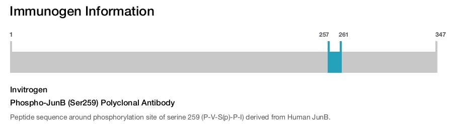 Phospho-JunB (Ser259) Polyclonal Antibody