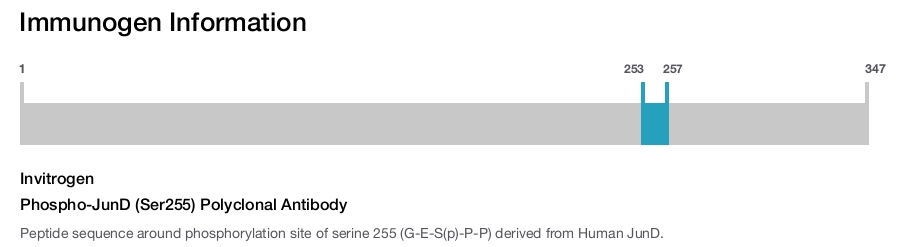 Phospho-JunD (Ser255) Polyclonal Antibody