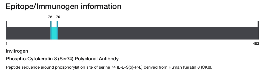 Phospho-Cytokeratin 8 (Ser74) Polyclonal Antibody