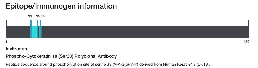 Phospho-Cytokeratin 18 (Ser33) Polyclonal Antibody