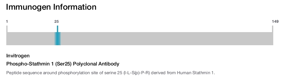 Phospho-Stathmin 1 (Ser25) Polyclonal Antibody