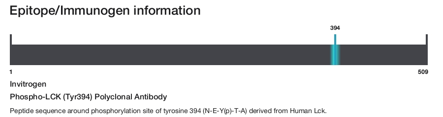 Phospho-LCK (Tyr394) Polyclonal Antibody