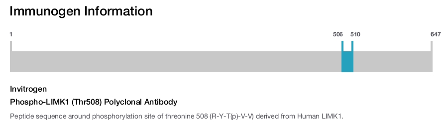 Phospho-LIMK1 (Thr508) Polyclonal Antibody
