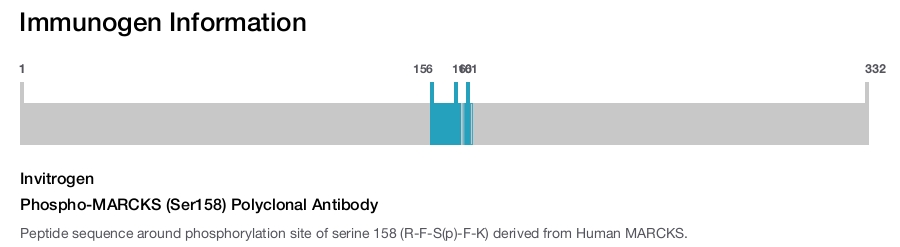 Phospho-MARCKS (Ser158) Polyclonal Antibody