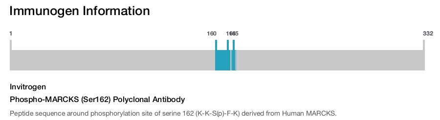 Phospho-MARCKS (Ser162) Polyclonal Antibody