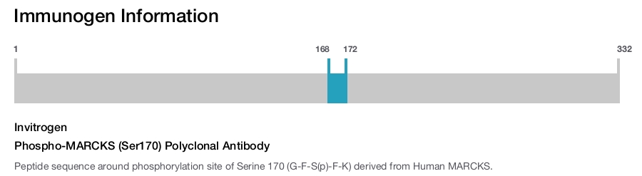 Phospho-MARCKS (Ser170) Polyclonal Antibody