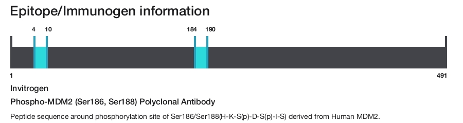 Phospho-MDM2 (Ser186, Ser188) Polyclonal Antibody