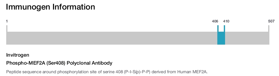 Phospho-MEF2A (Ser408) Polyclonal Antibody