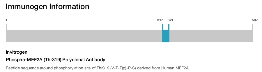 Phospho-MEF2A (Thr319) Polyclonal Antibody