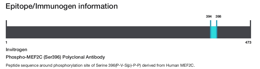 Phospho-MEF2C (Ser396) Polyclonal Antibody